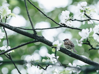 关于春节民间习俗